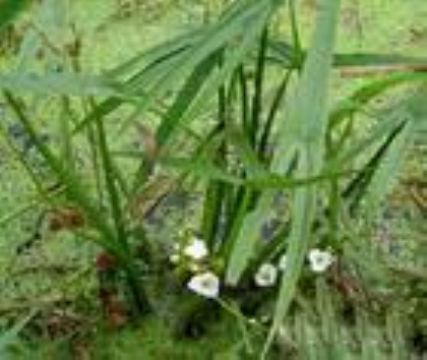 Sagittaria Trifolia Extract 